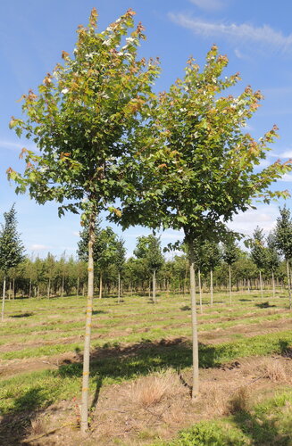 Acer Freemanii  'Autumn Blaze' | Érable de Freemans