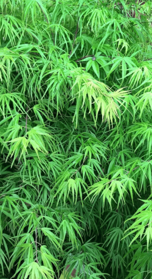 Acer Palmatum Scolopendrifolium | Erable du Japon | Hauteurs : 150cm-200cm