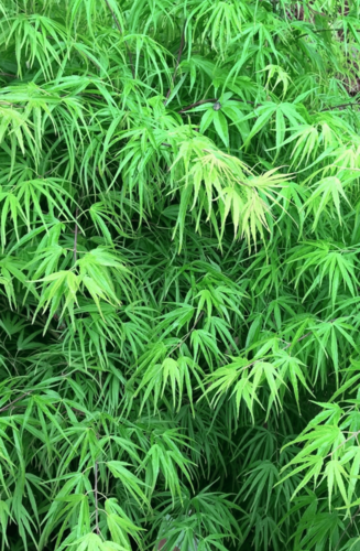Acer Palmatum Scolopendrifolium | Erable du Japon | Hauteurs : 150cm-200cm