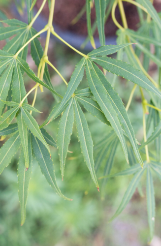 Acer Palmatum Scolopendrifolium | Erable du Japon | Hauteurs : 150cm-200cm