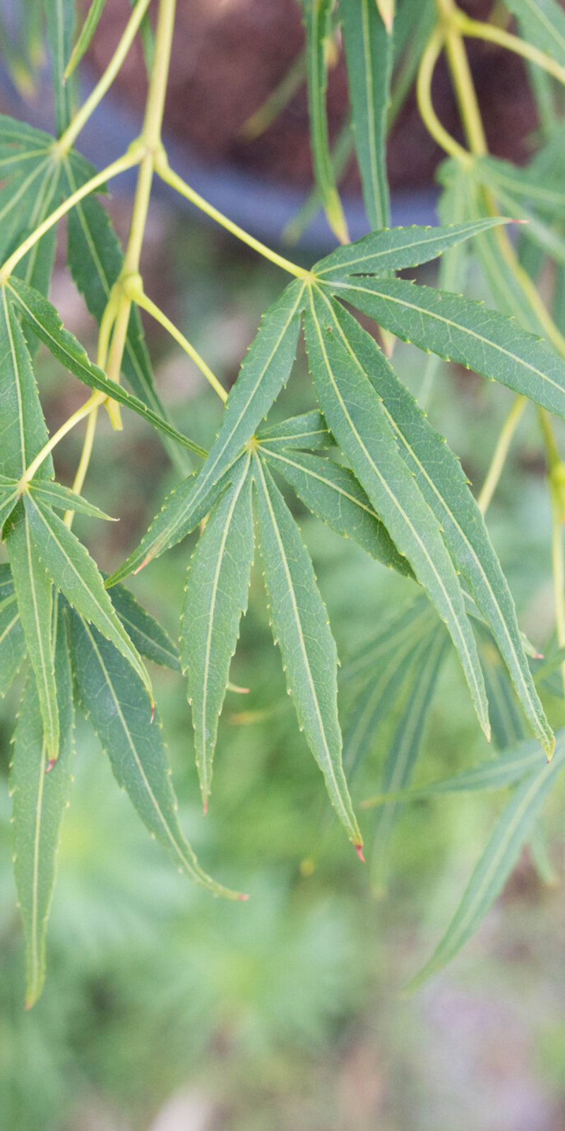 Acer Palmatum Scolopendrifolium | Erable du Japon | Hauteurs : 150cm-200cm