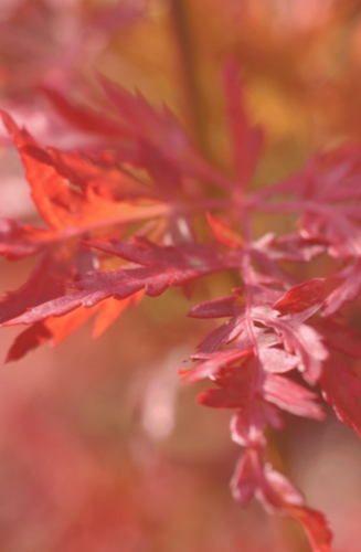 Acer Palmatum Seiryu | Erable du Japon | Hauteur: 150cm-200cm