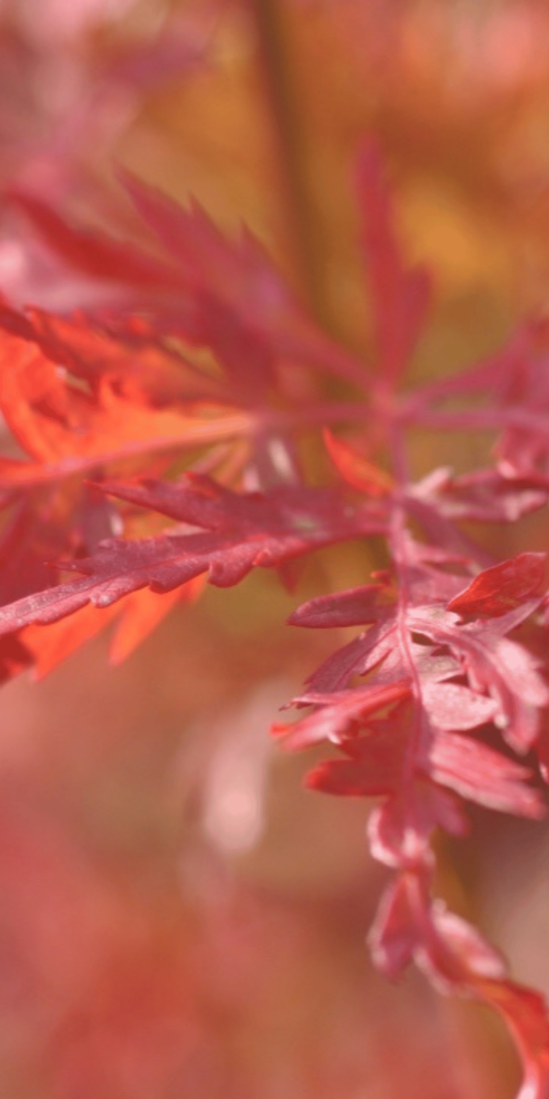Acer Palmatum Seiryu | Erable du Japon | Hauteur: 150cm-200cm