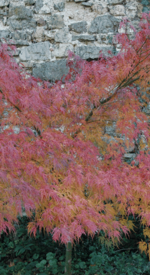 Acer Palmatum Seiryu | Erable du Japon | Hauteur: 150cm-200cm