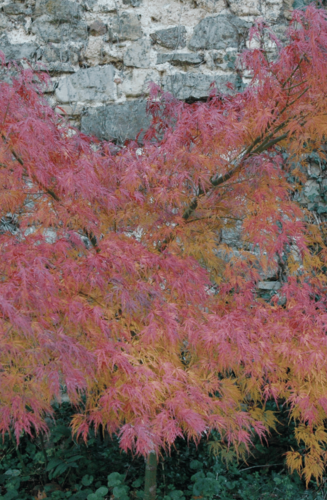 Acer Palmatum Seiryu | Erable du Japon | Hauteur: 150cm-200cm