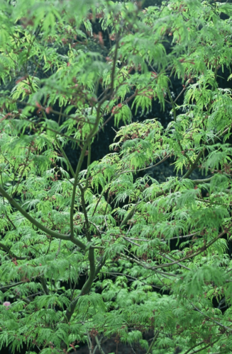 Acer Palmatum Seiryu | Erable du Japon | Hauteur: 150cm-200cm