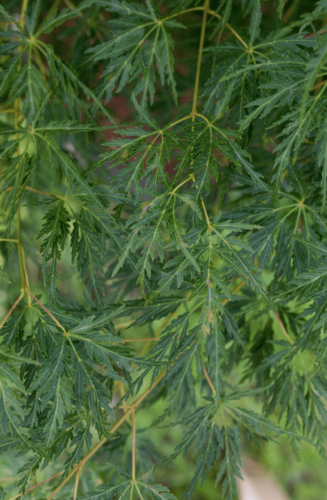 Acer Palmatum Seiryu | Erable du Japon | Hauteur: 150cm-200cm