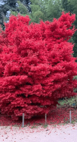 Acer Palmatum Skeeters Broom | Erable du Japon | Hauteurs : 150cm-200cm