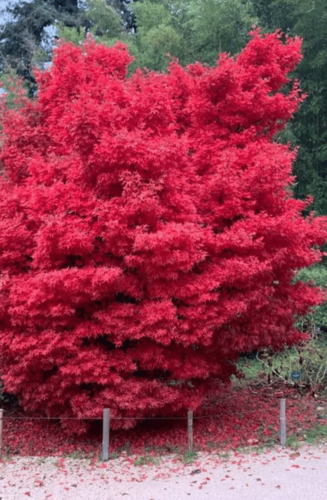 Acer Palmatum Skeeters Broom | Erable du Japon | Hauteurs : 150cm-200cm