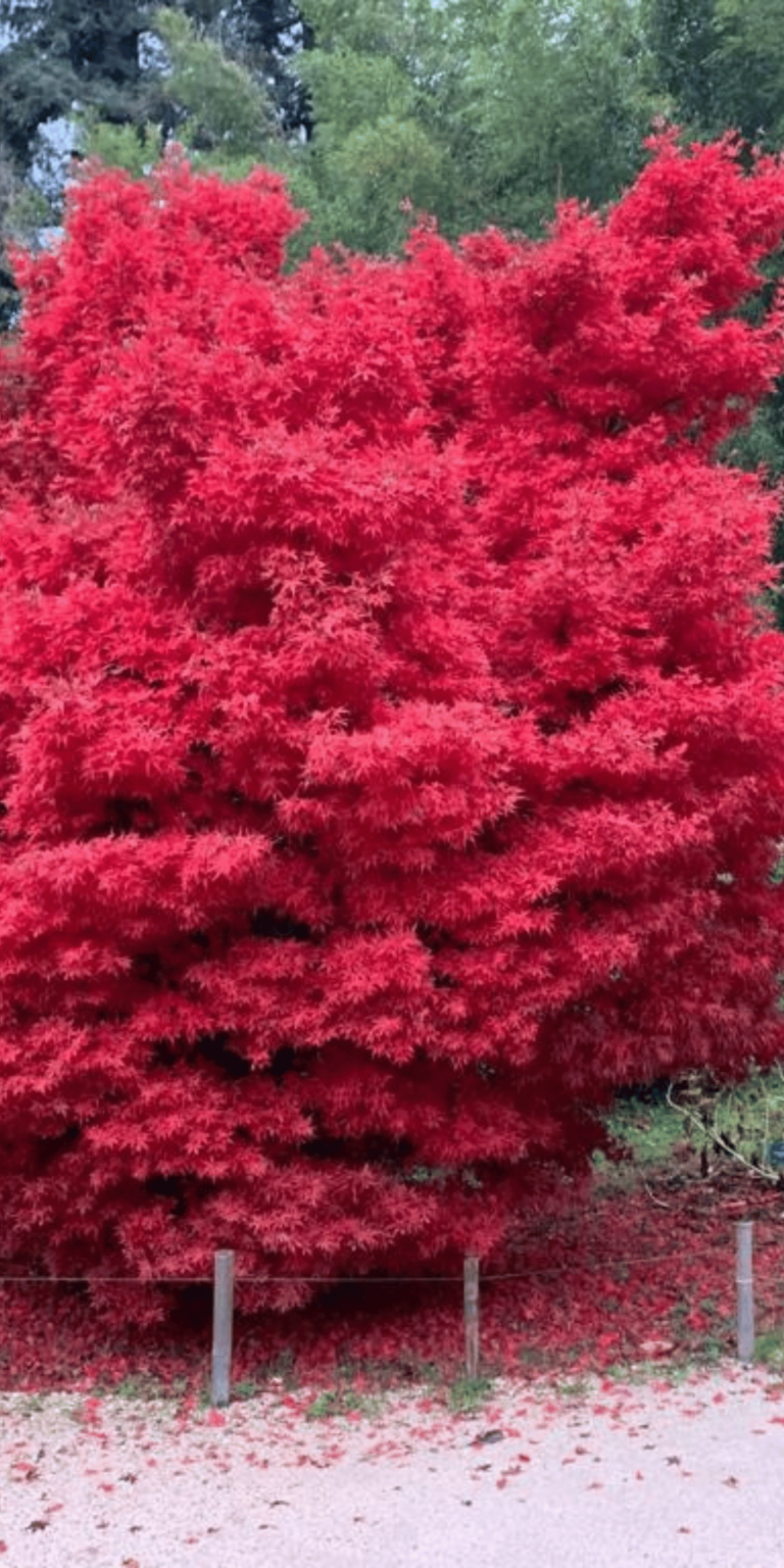 Acer Palmatum Skeeters Broom | Erable du Japon | Hauteurs : 150cm-200cm