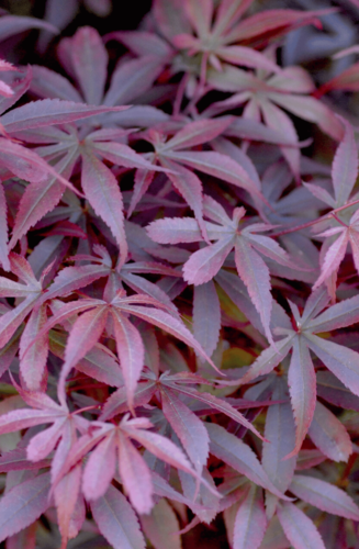 Acer Palmatum Skeeters Broom | Erable du Japon | Hauteurs : 150cm-200cm