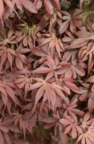 Acer Palmatum Skeeters Broom | Erable du Japon | Hauteurs : 150cm-200cm