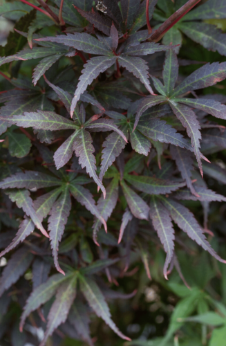 Acer Palmatum Skeeters Broom | Erable du Japon | Hauteurs : 150cm-200cm