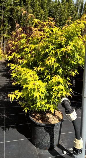 Acer Palmatum Ueno Yama | Erable du Japon | Hauteurs : 150cm-200cm