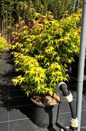 Acer Palmatum Ueno Yama | Erable du Japon | Hauteurs : 150cm-200cm