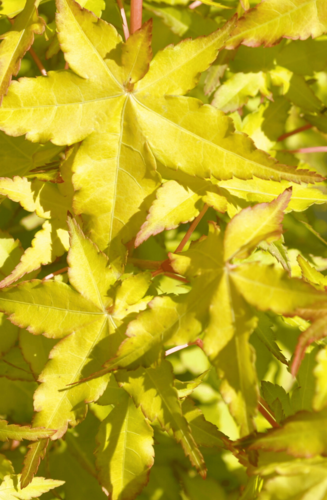 Acer Palmatum Ueno Yama | Erable du Japon | Hauteurs : 150cm-200cm
