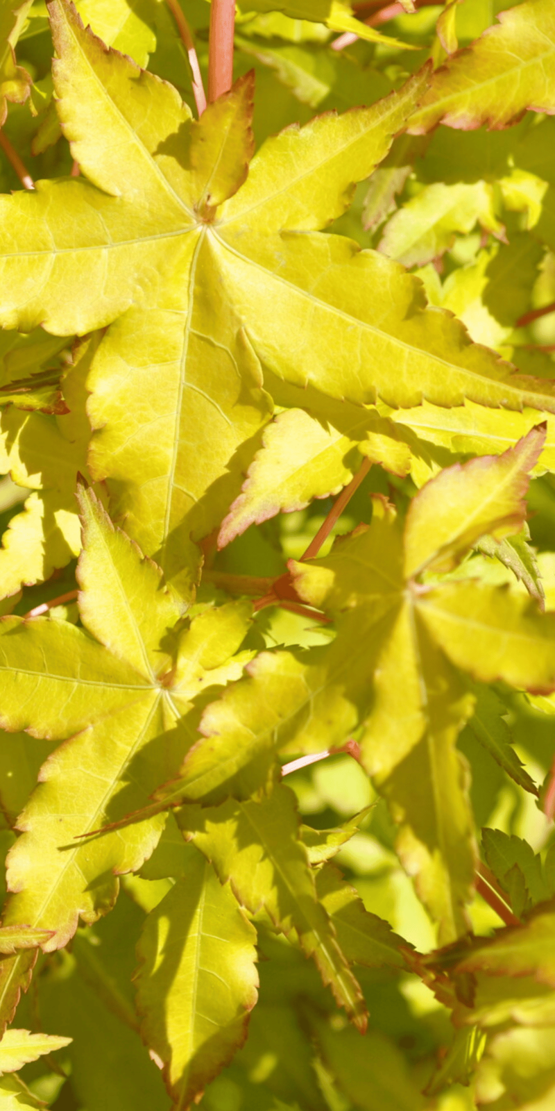 Acer Palmatum Ueno Yama | Erable du Japon | Hauteurs : 150cm-200cm