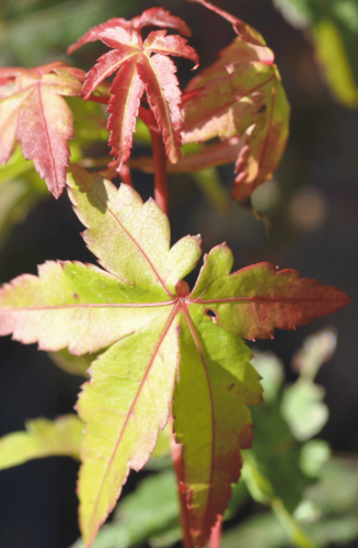 Acer Palmatum Ueno Yama | Erable du Japon | Hauteurs : 150cm-200cm