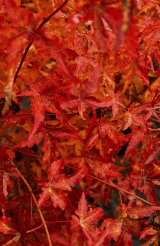 Acer Palmatum Ueno Yama | Erable du Japon | Hauteurs : 150cm-200cm