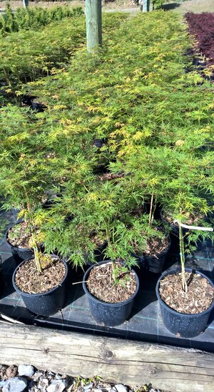 Acer Palmatum Dissectum Emerald Lace | Erable du Japon | Hauteurs : 150cm-200cm