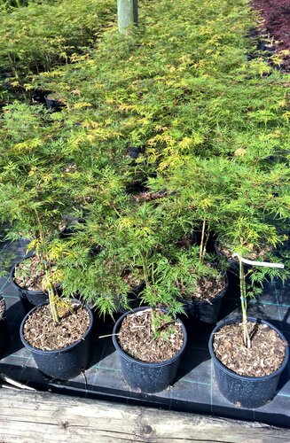Acer Palmatum Dissectum Emerald Lace | Erable du Japon | Hauteurs : 150cm-200cm