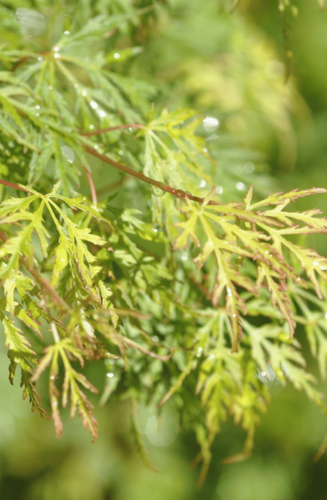 Acer Palmatum Dissectum Emerald Lace | Erable du Japon | Hauteurs : 150cm-200cm