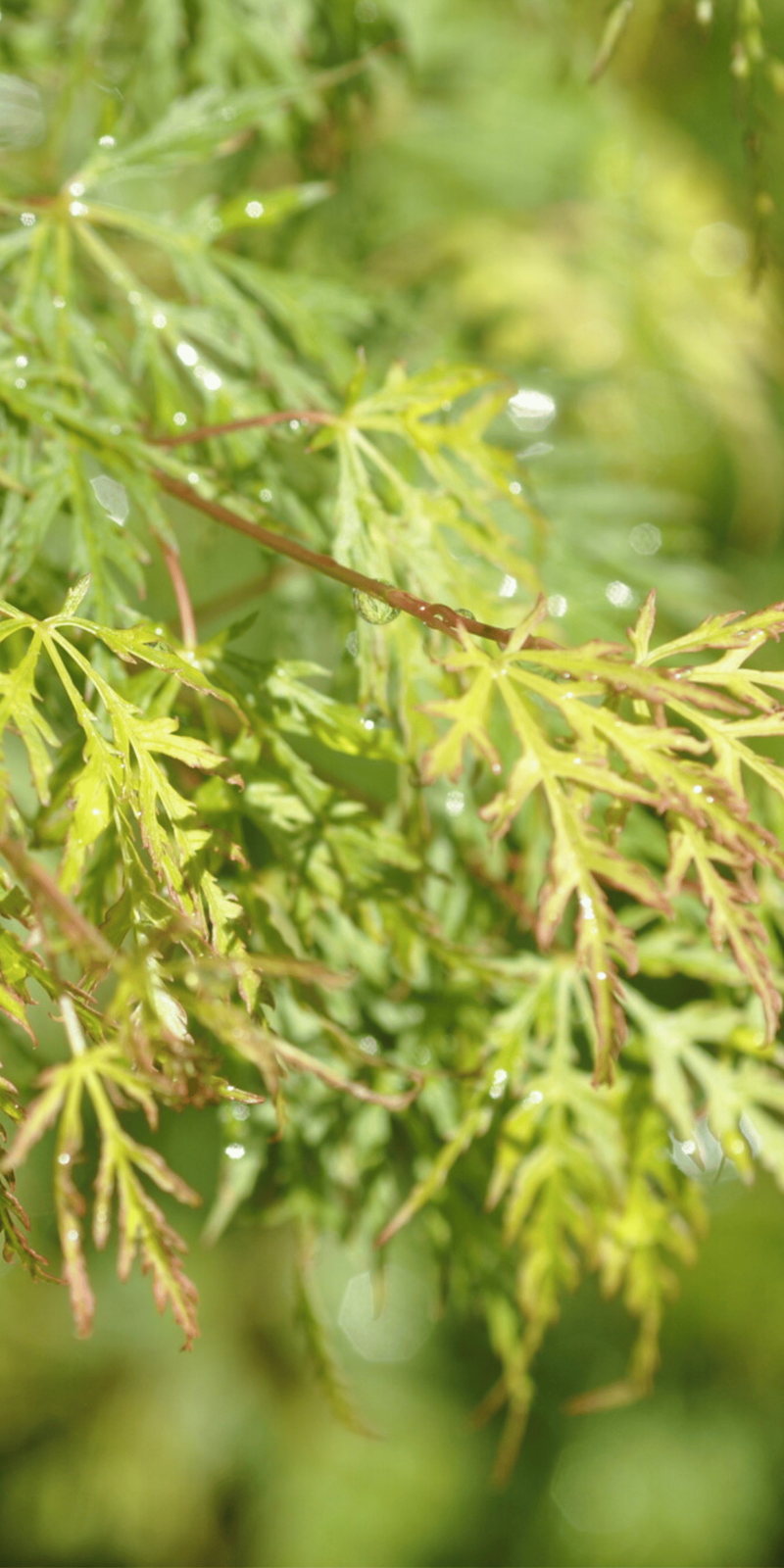 Acer Palmatum Dissectum Emerald Lace | Erable du Japon | Hauteurs : 150cm-200cm