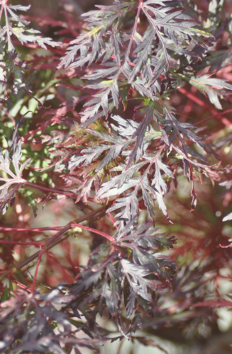 Acer Palmatum Dissectum Emerald Lace | Erable du Japon | Hauteurs : 150cm-200cm