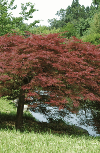 Acer Palmatum Dissectum Garnet | Erable du Japon | Hauteurs : 150cm-200cm