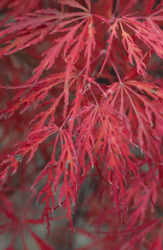 Acer Palmatum Dissectum Garnet | Erable du Japon | Hauteurs : 150cm-200cm