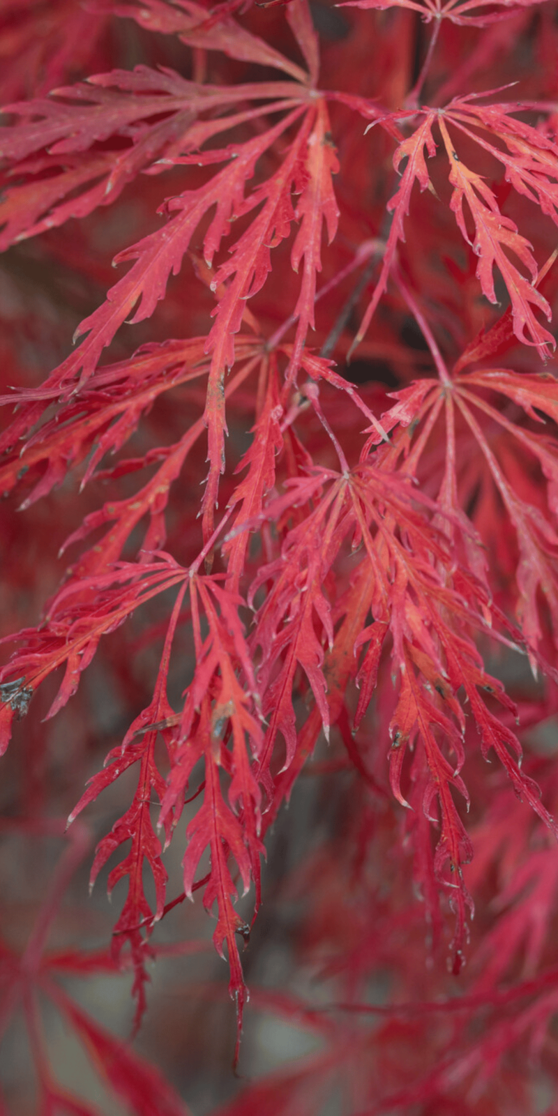 Acer Palmatum Dissectum Garnet | Erable du Japon | Hauteurs : 150cm-200cm