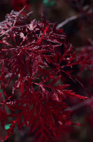 Acer Palmatum Dissectum Garnet | Erable du Japon | Hauteurs : 150cm-200cm