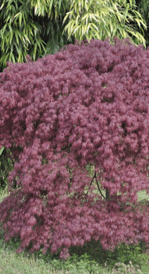Acer Palmatum Dissectum Inaba Shidare | Erable du Japon | Hauteurs : 150cm-200cm