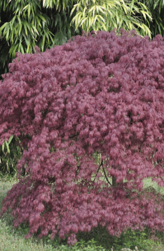 Acer Palmatum Dissectum Inaba Shidare | Erable du Japon | Hauteurs : 150cm-200cm