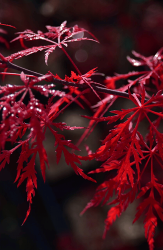 Acer Palmatum Dissectum Inaba Shidare | Erable du Japon | Hauteurs : 150cm-200cm