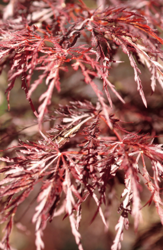 Acer Palmatum Dissectum Inaba Shidare | Erable du Japon | Hauteurs : 150cm-200cm