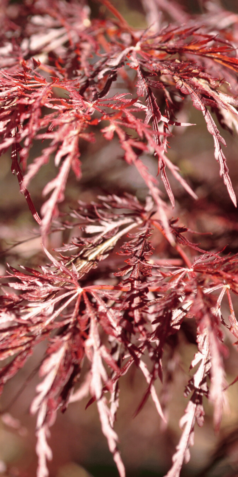 Acer Palmatum Dissectum Inaba Shidare | Erable du Japon | Hauteurs : 150cm-200cm