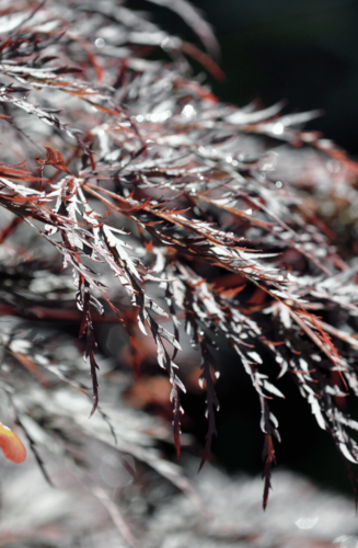 Acer Palmatum Dissectum Inaba Shidare | Erable du Japon | Hauteurs : 150cm-200cm