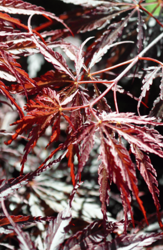 Acer Palmatum Dissectum Tamukeyama | Erable du Japon | Hauteurs : 150cm-200cm