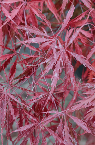 Acer Palmatum Dissectum Tamukeyama | Erable du Japon | Hauteurs : 150cm-200cm