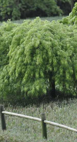 Acer Palmatum Dissectum Viridis | Erable du Japon | Hauteurs: 150-175 cm