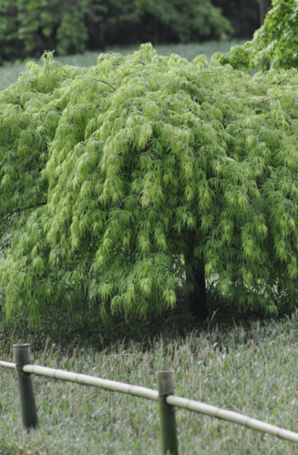 Acer Palmatum Dissectum Viridis | Erable du Japon | Hauteurs: 150-175 cm
