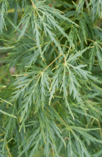 Acer Palmatum Dissectum Viridis | Erable du Japon | Hauteurs: 150-175 cm