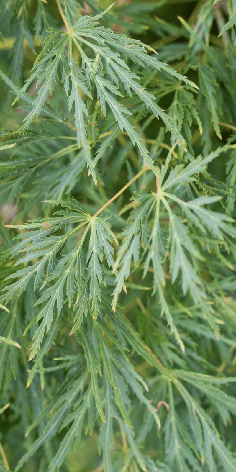 Acer Palmatum Dissectum Viridis | Erable du Japon | Hauteurs: 150-175 cm