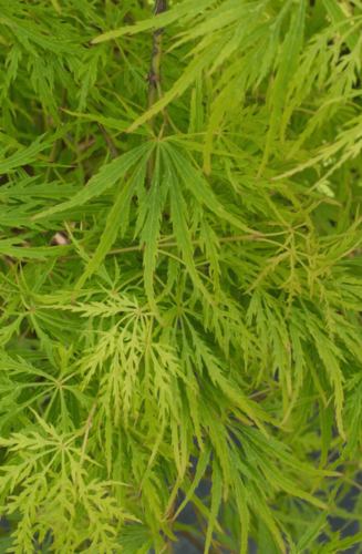 Acer Palmatum Dissectum Viridis | Erable du Japon | Hauteurs: 150-175 cm
