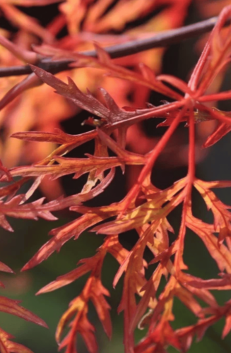 Acer Palmatum Dissectum Viridis | Erable du Japon | Hauteurs: 150-175 cm