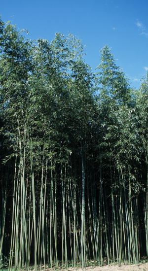 Phyllostachys | Bambou géant | Hauteurs : 9-12m