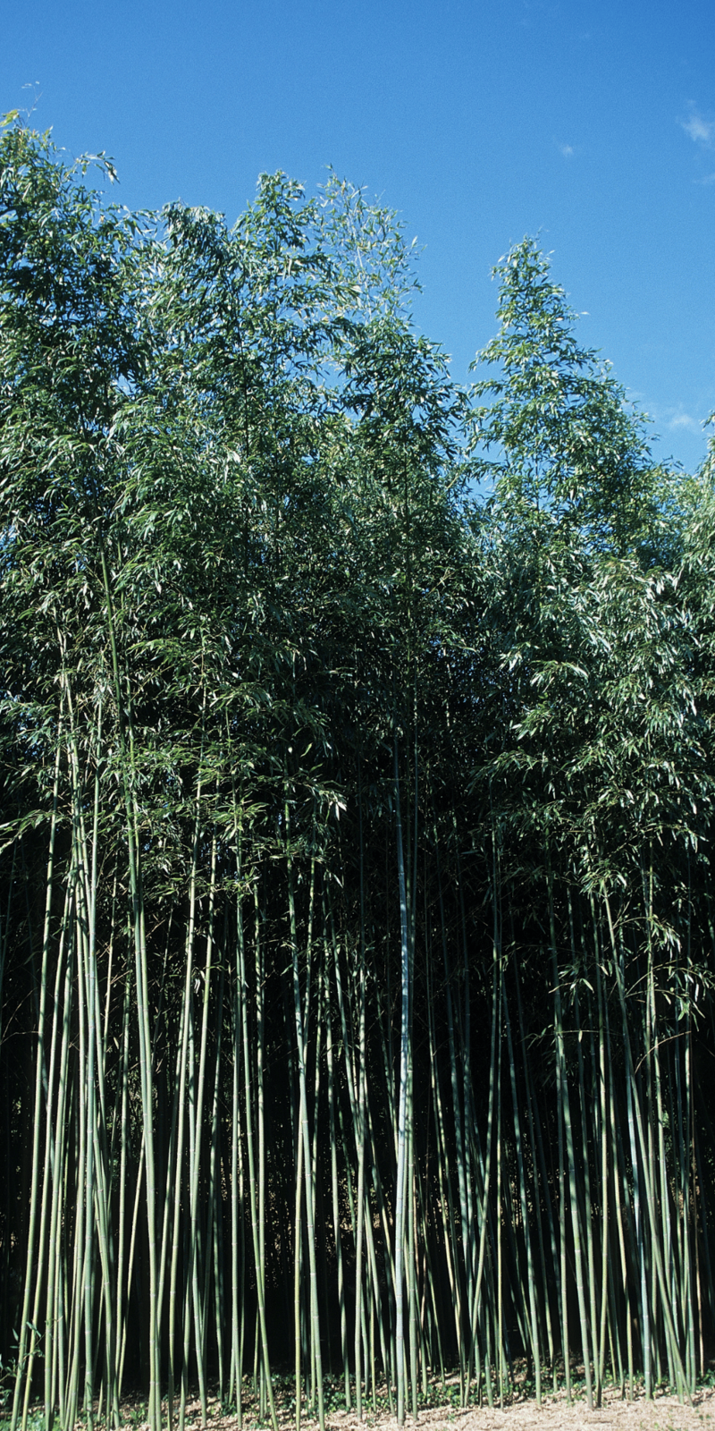 Phyllostachys | Bambou géant | Hauteurs : 9-12m