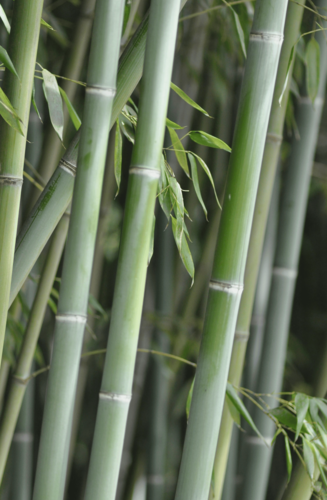 Phyllostachys | Bambou géant | Hauteurs : 9-12m