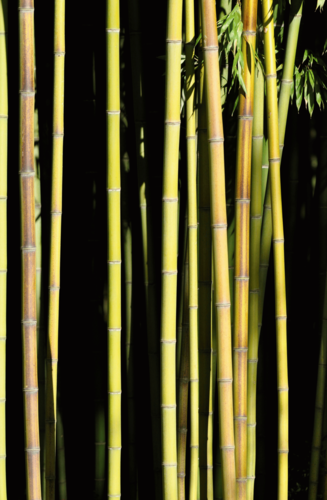 Phyllostachys | Bambou géant | Hauteurs : 9-12m